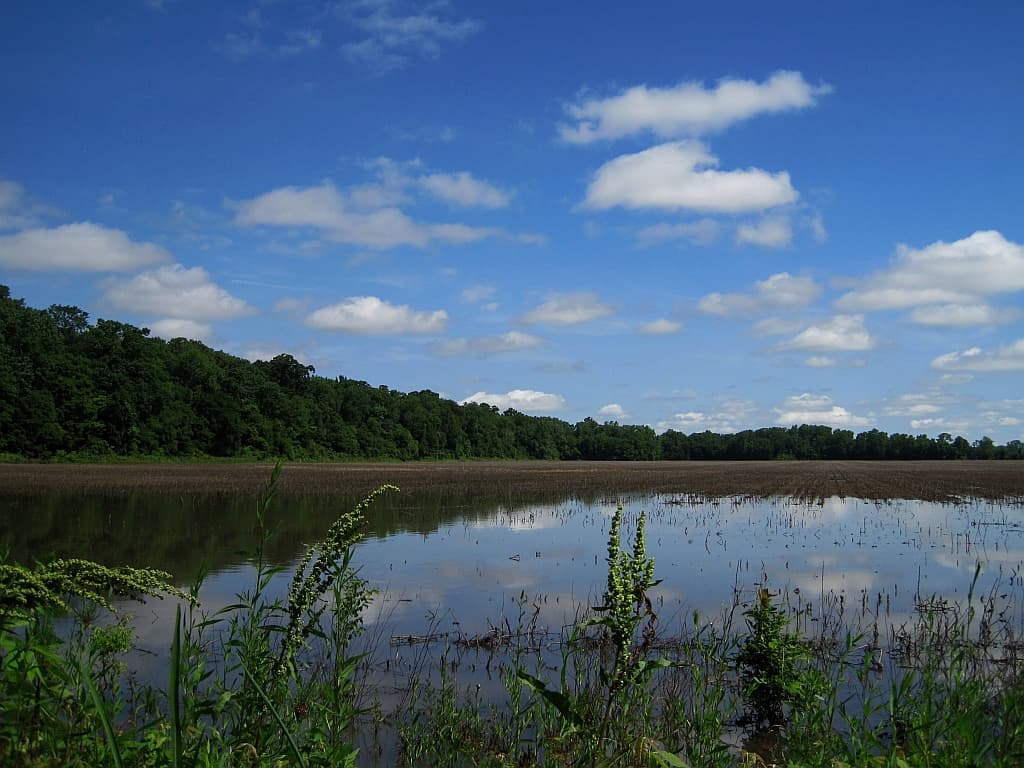 Bottomland water and forest at Meeman-Shelby Forest State Park
