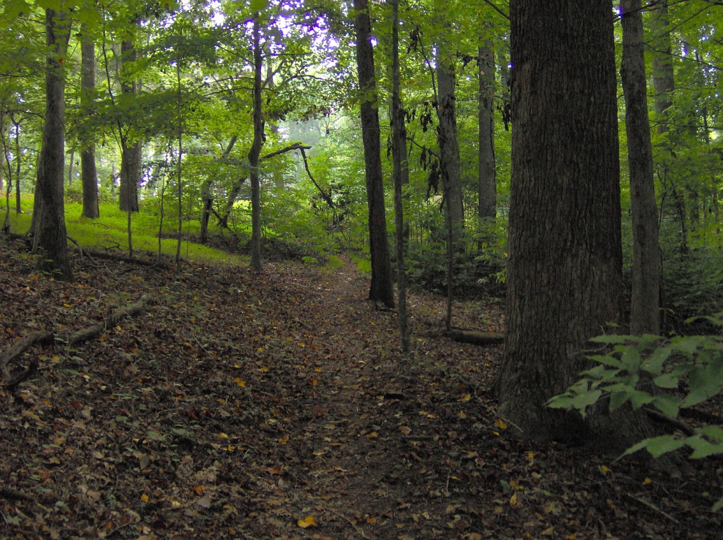 A leaf-covered footpath winding through tall hardwoods on the Tall Timbers Trail at Norris Dam State Park