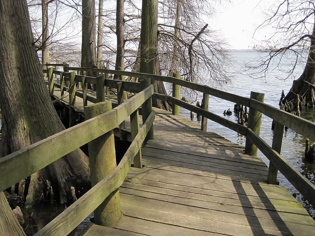 A boardwalk along the cypress-lined shore of Reelfoot Lake