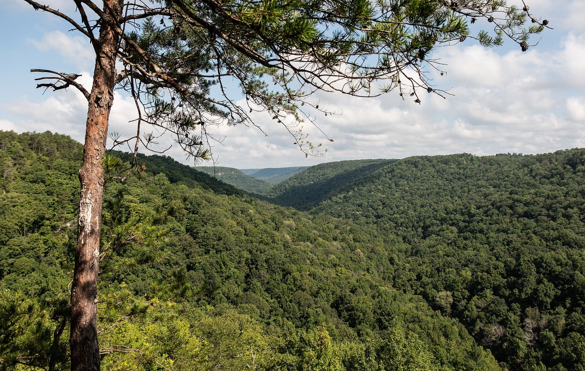 The forested slot of Savage Gulf receding into the distance from a pine-framed rim overlook
