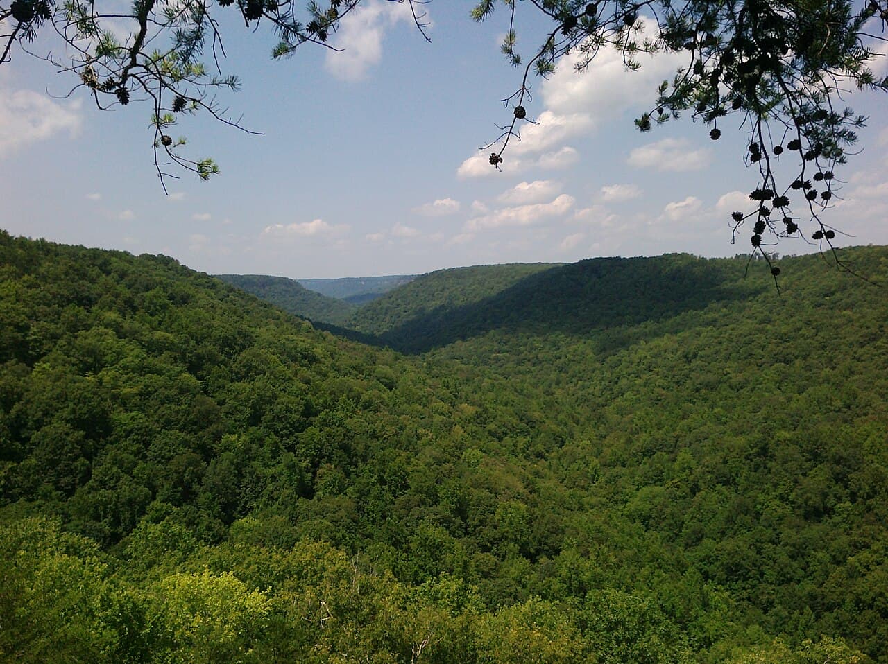 The forested Savage Gulf gorge seen from the Stone Door plateau