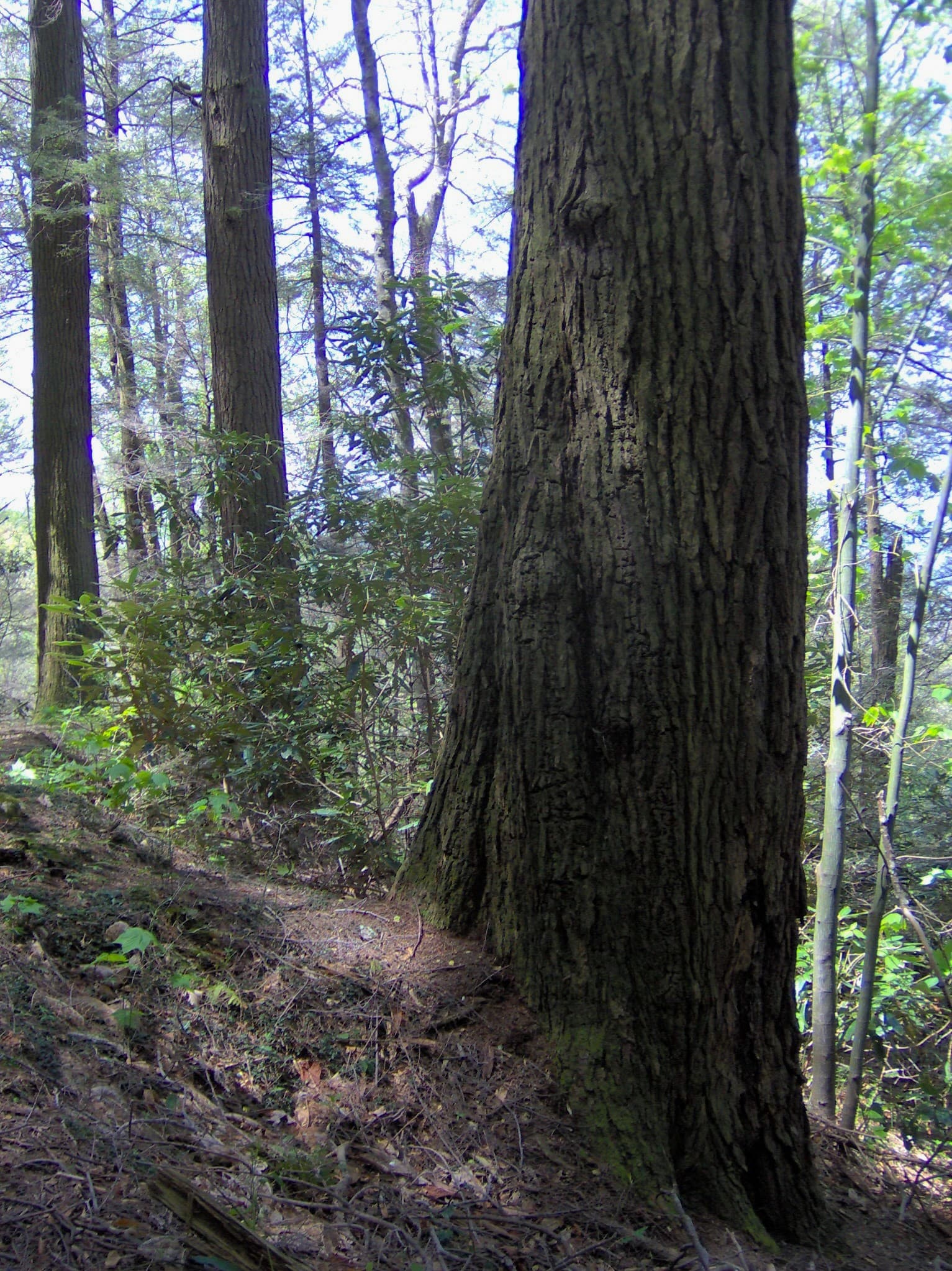Towering old-growth cove hardwood forest at Albright Grove in the Great Smoky Mountains