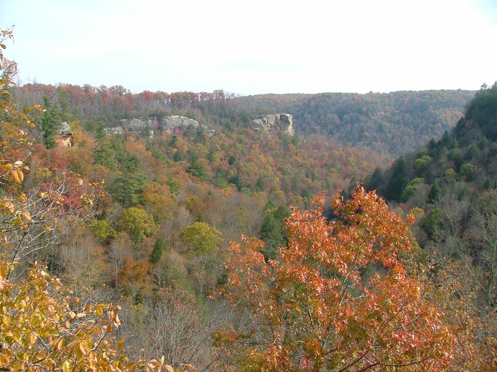 The Big South Fork bending through its forested gorge, seen from the clifftop Angel Falls Overlook