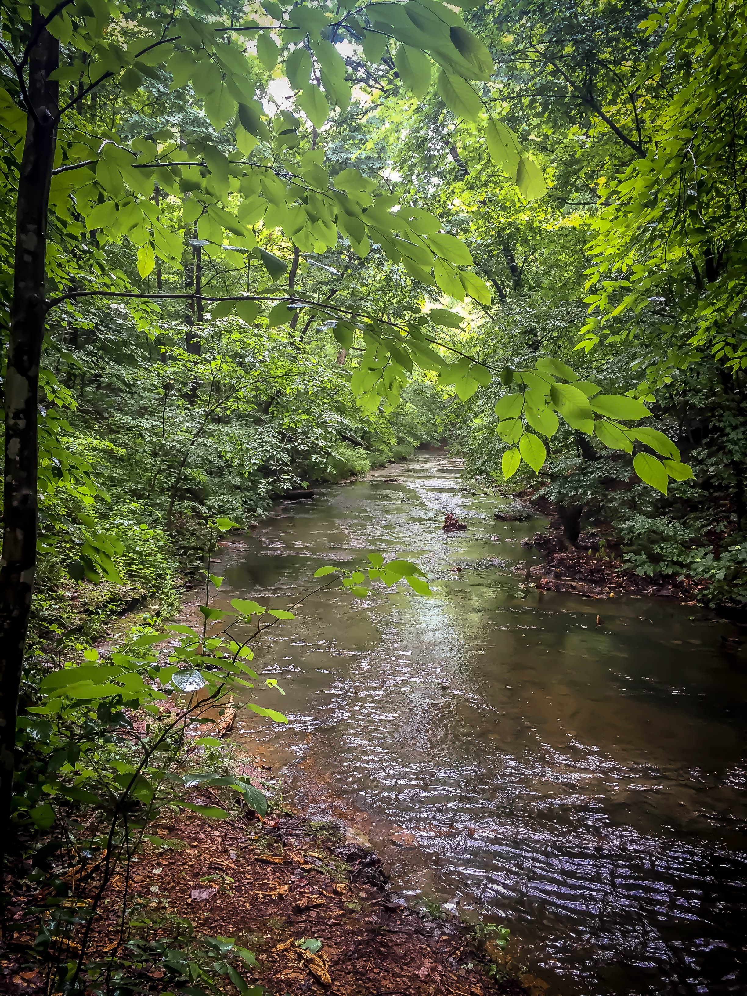 Henry Creek flowing through the Highland Rim hardwood forest of Beaman Park