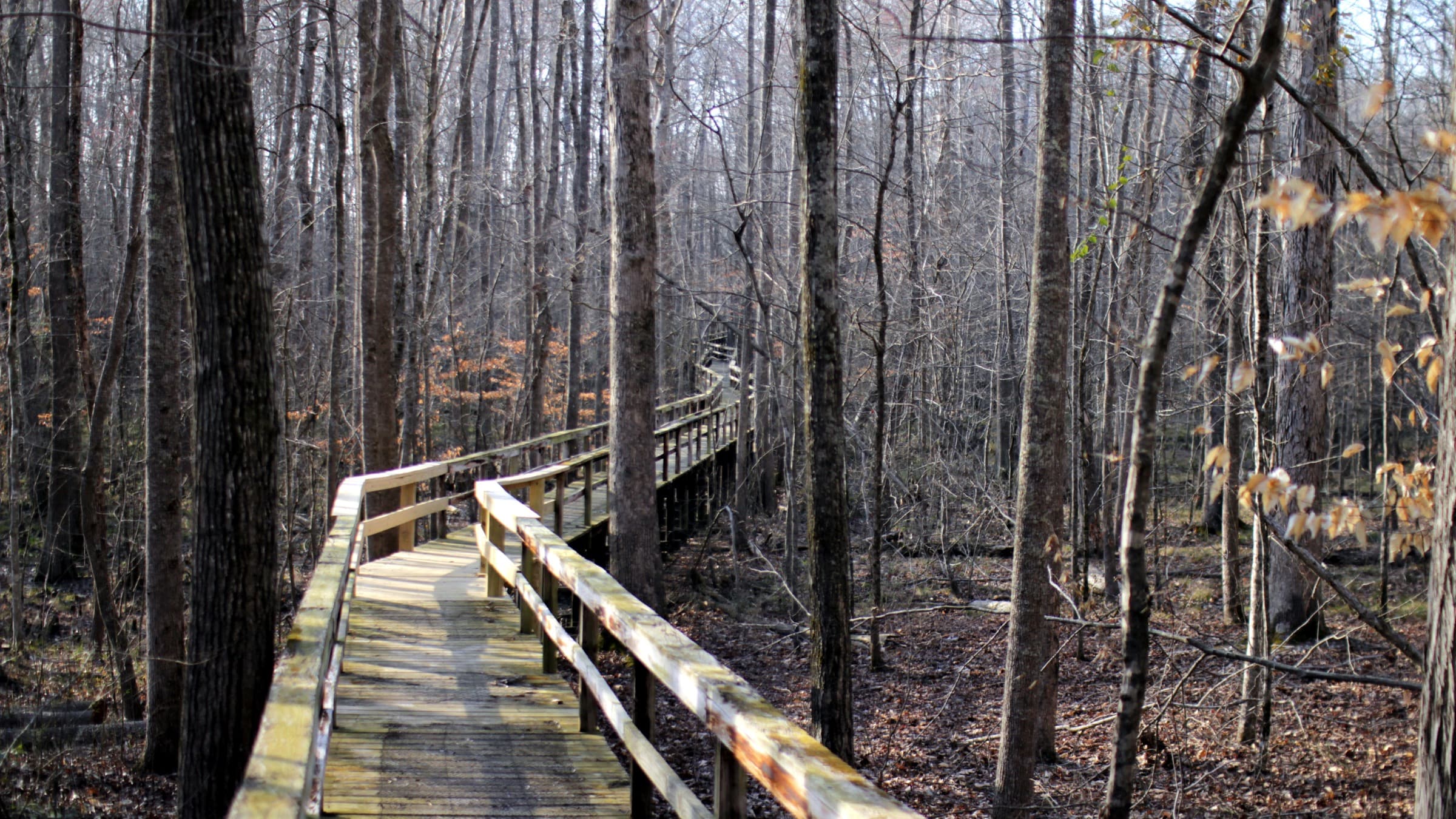 A long wooden boardwalk winding through the bottomland hardwood swamp at Big Hill Pond State Park
