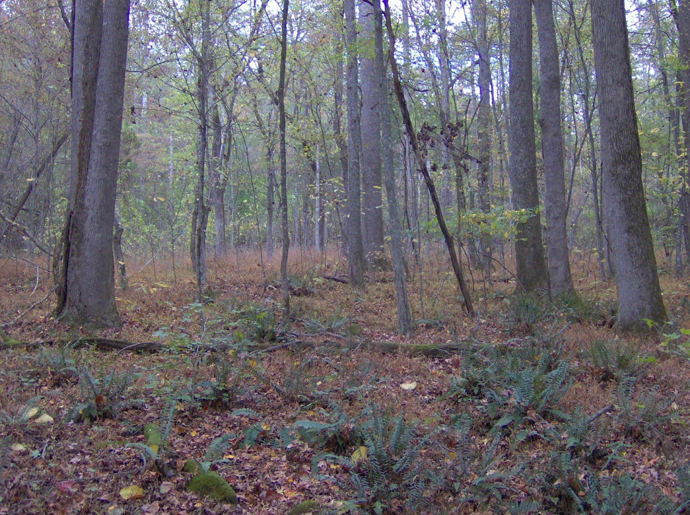 Open hardwood forest with ferns at the old Ghost House homesite in Big Ridge State Park