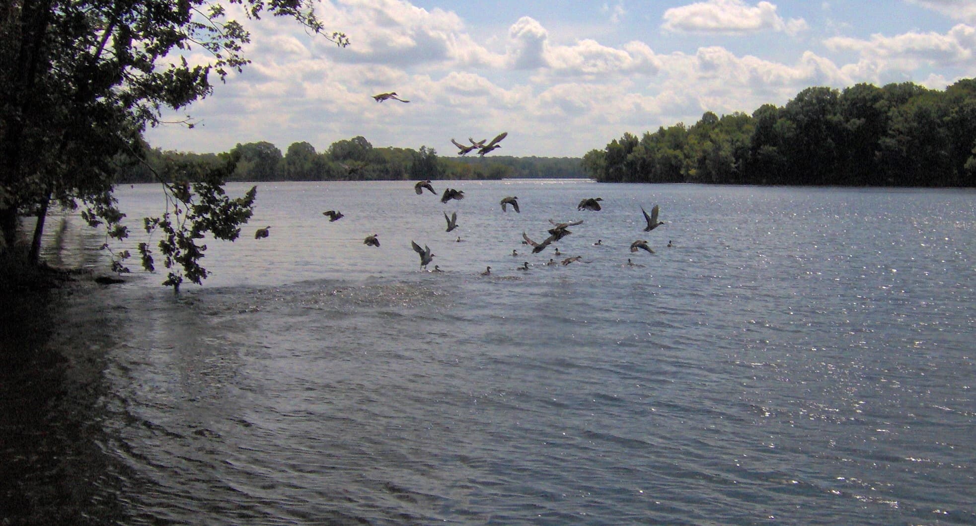 The Bledsoe Creek arm of Old Hickory Lake seen from a dock at Bledsoe Creek State Park