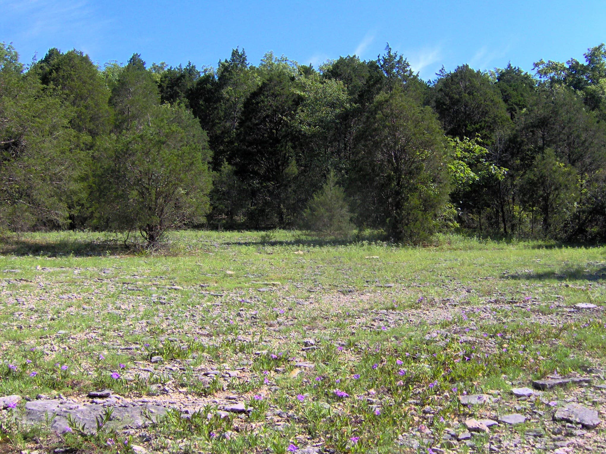 A limestone cedar glade with sparse grasses at Cedars of Lebanon State Park