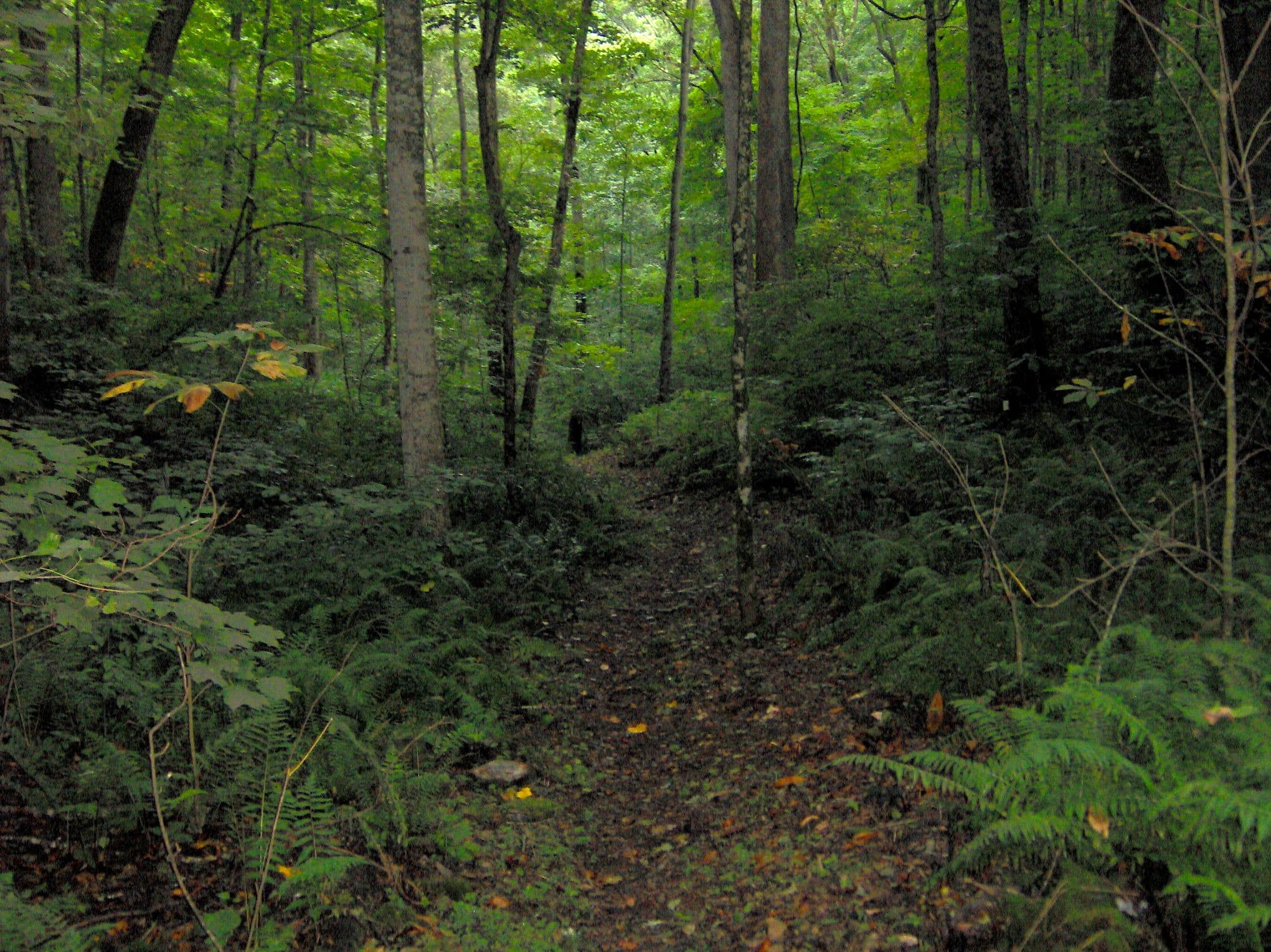 The Highland Rim Trail descending through hardwood forest at Edgar Evins State Park