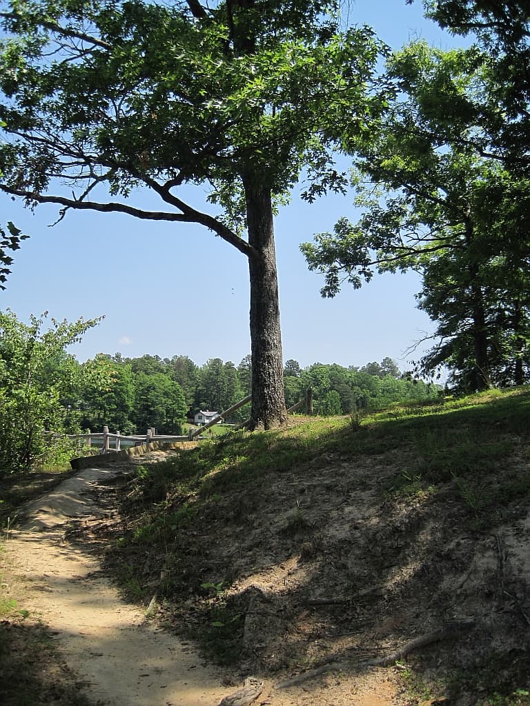 A dirt footpath climbing a wooded hill through pines at Chickasaw State Park