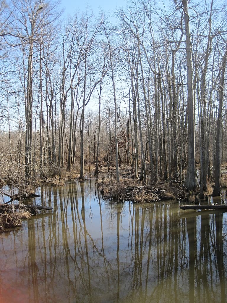 The Ghost River section of the Wolf River winding through cypress-tupelo swamp at Ghost River State Natural Area