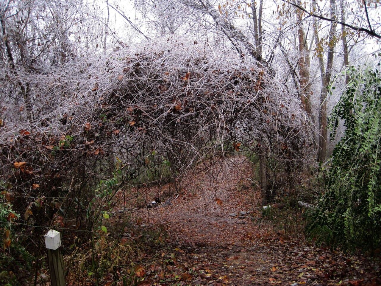 An ice-glazed tangle of branches arching over the leaf-covered trail at Lucius Burch State Natural Area