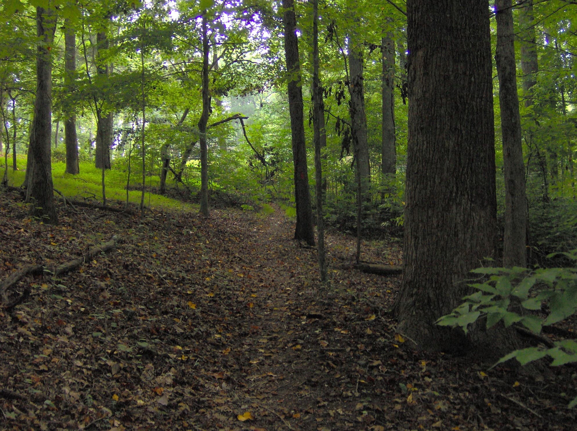A footpath through hardwood forest in Norris Dam State Park