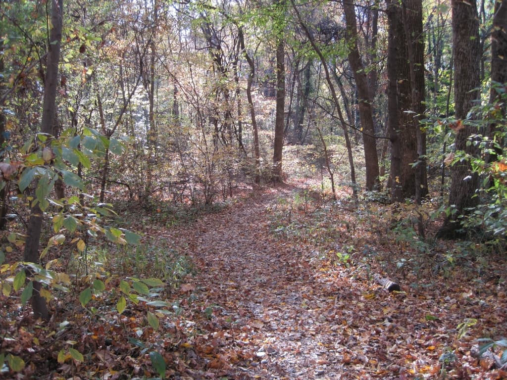 A shaded footpath through the old-growth Old Forest in Overton Park, Memphis