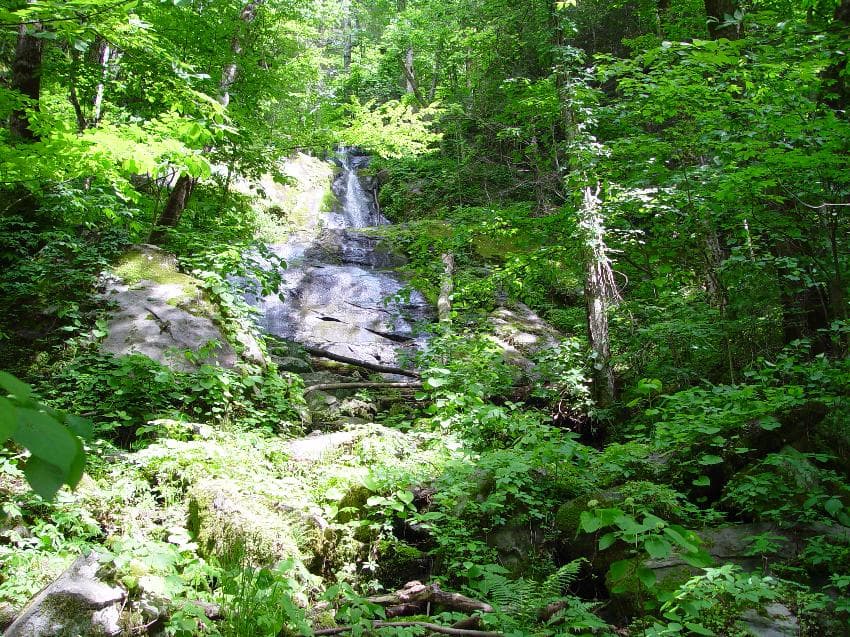 Fern Branch Falls sliding in thin veils down a tall mossy rock face above the trail